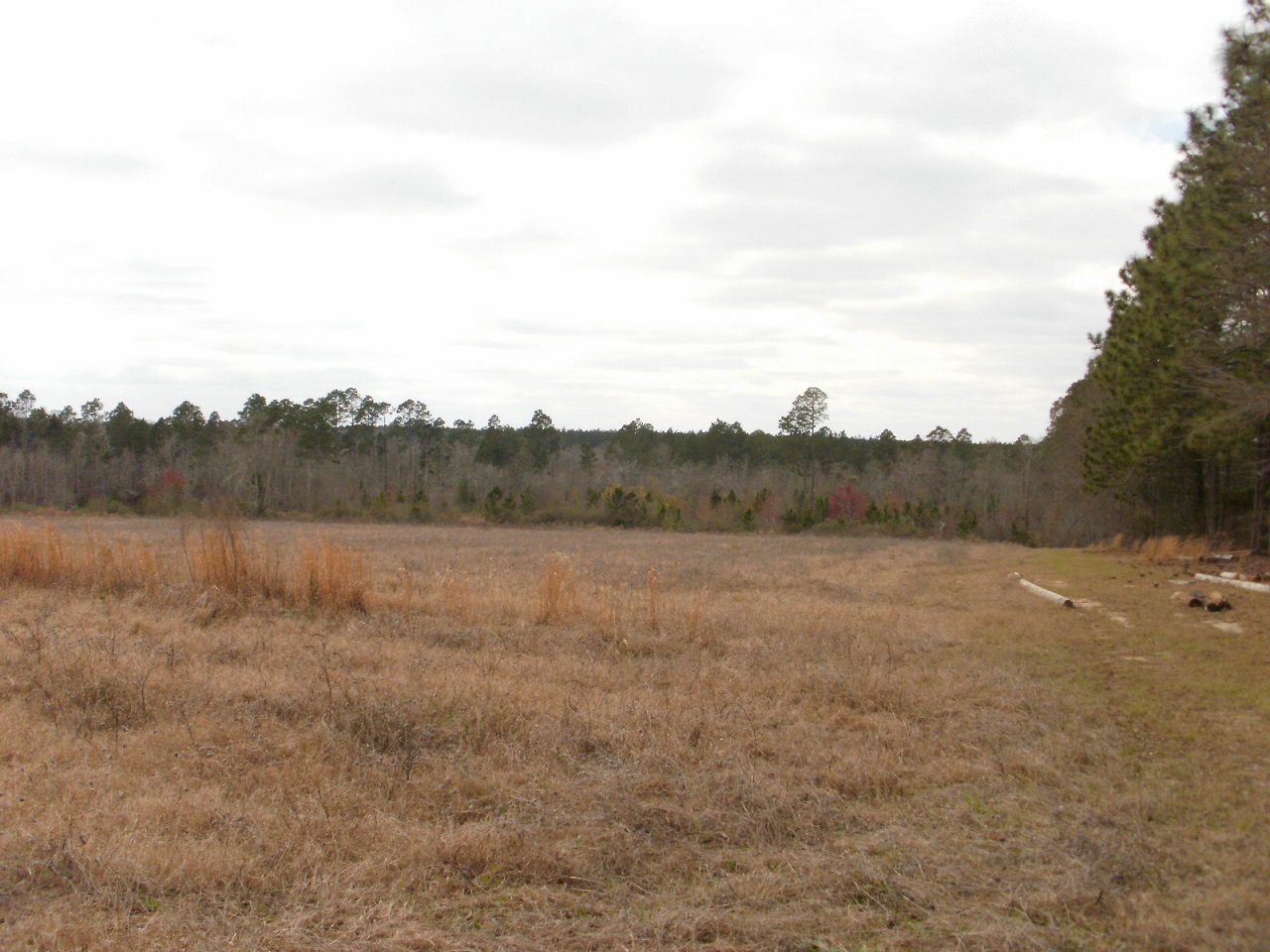 50 Acres Toombs County 5222